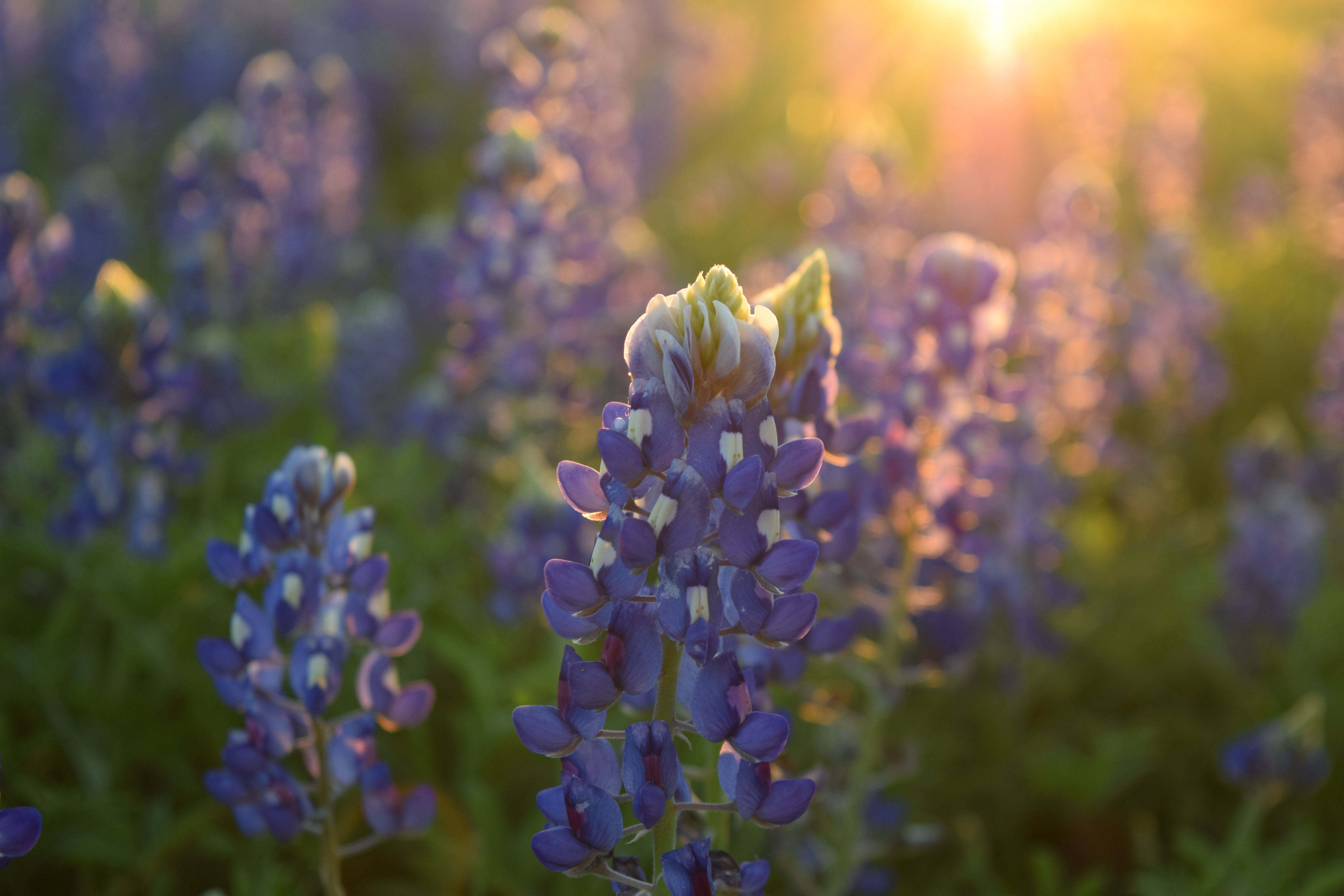 Bluebonnets